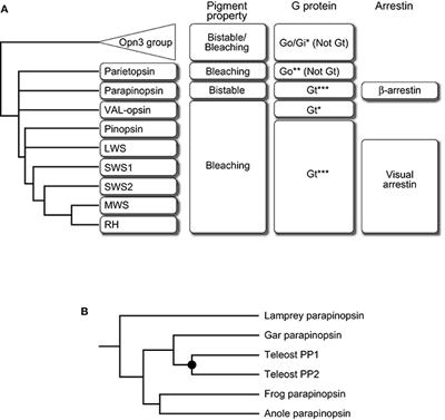 Vertebrate Bistable Pigment Parapinopsin: Implications for Emergence of Visual Signaling and Neofunctionalization of Non-visual Pigment